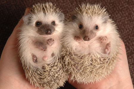 african-pygmy-hedgehogs.jpg